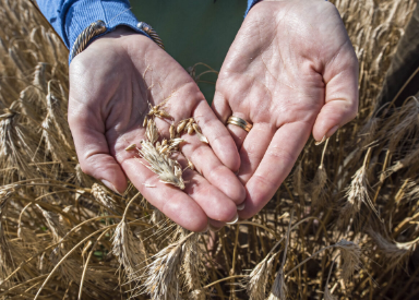 Wheat grains in a pair of hands