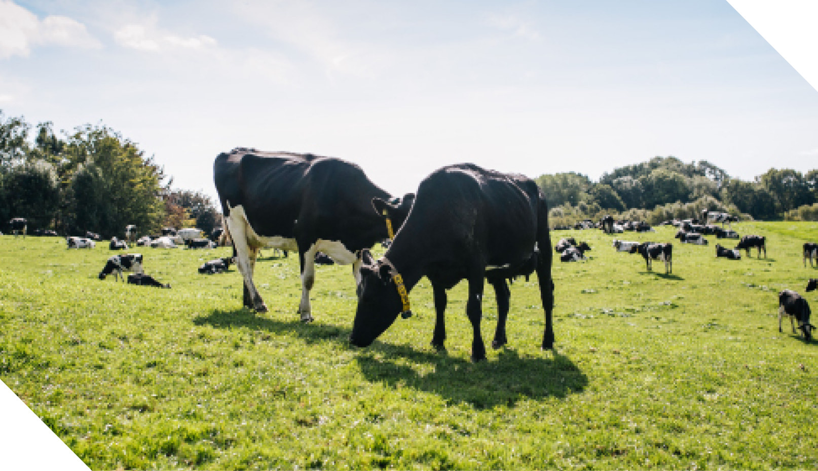 Dairy cows grazing